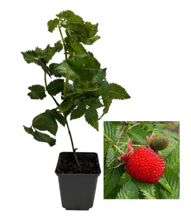 Copaci exotici (aclimatizati) - Zmeur - Capsun Japonez (Rubus illecebrosus)