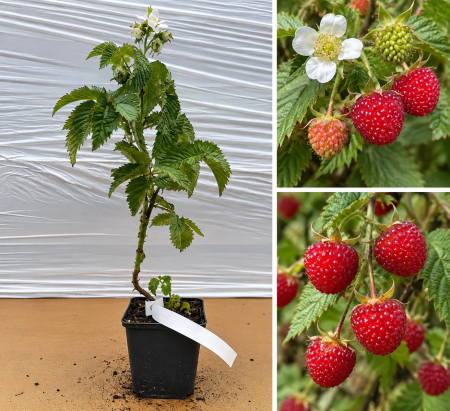 Arbusti fructiferi - Zmeur Căpșun Japonez - Rubus illecebrosus la Ghiveci 20-30 cm
