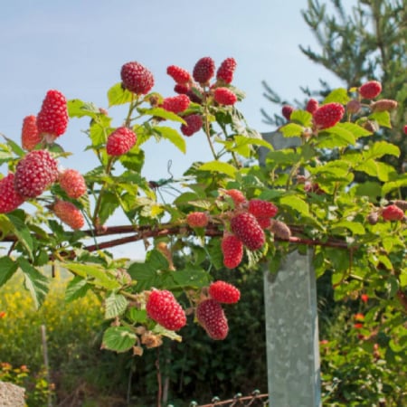 Zmeur - mur - Tayberry Buckingham [1]