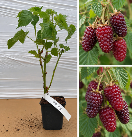 Arbusti fructiferi - Zmeur - mur - Tayberry Buckingham