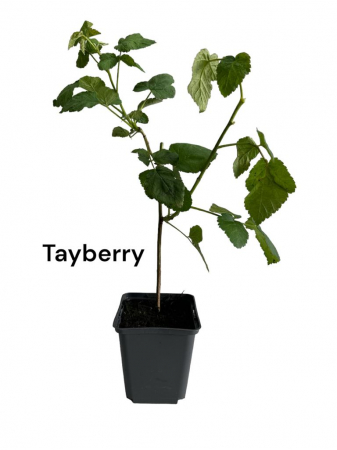 Toate produsele - Zmeur - mur - Tayberry Buckingham