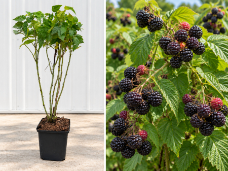 Arbusti fructiferi - Zmeur Negru Black Jewel, zmeura la Ghiveci 20-40 cm