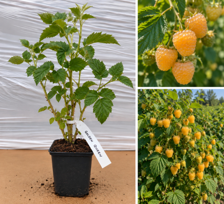 Arbusti fructiferi - Zmeur Remontant Galben Golden Queen, zmeura la Ghiveci 20-40 cm