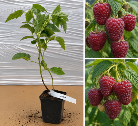 Arbusti fructiferi - Zmeur Roșu Norna la Ghiveci (20-40 cm) - Rezistent și Productiv