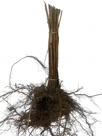 Toate produsele - Zmeura galbena , Golden Queen , remontanta , pe rod, radacina libera