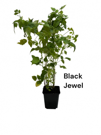 Toate produsele - Zmeura neagra Black Jewel , ghiveci