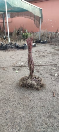 Toate produsele - Zmeura neagra Black Jewel , radacina libera