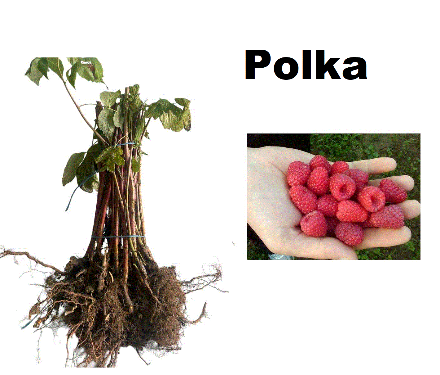 Toate produsele - Zmeura remontanta , rodeste din primul an