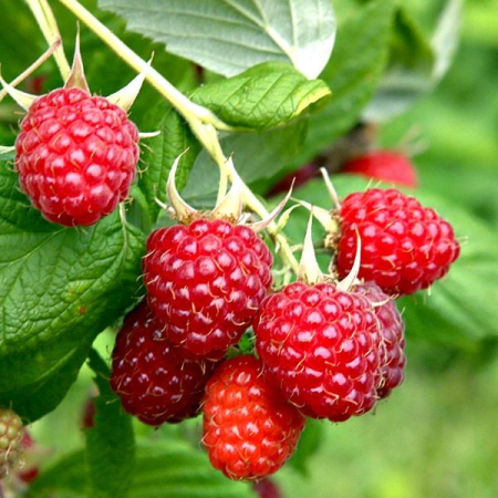 Zmeura - Zmeura Veten / Vetten aromata la ghiveci