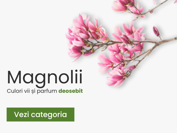Magnolii - plantesipomi.ro