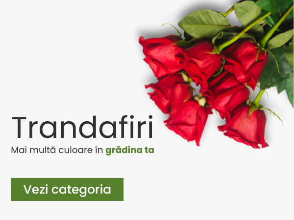 Trandafiri - plantesipomi.ro