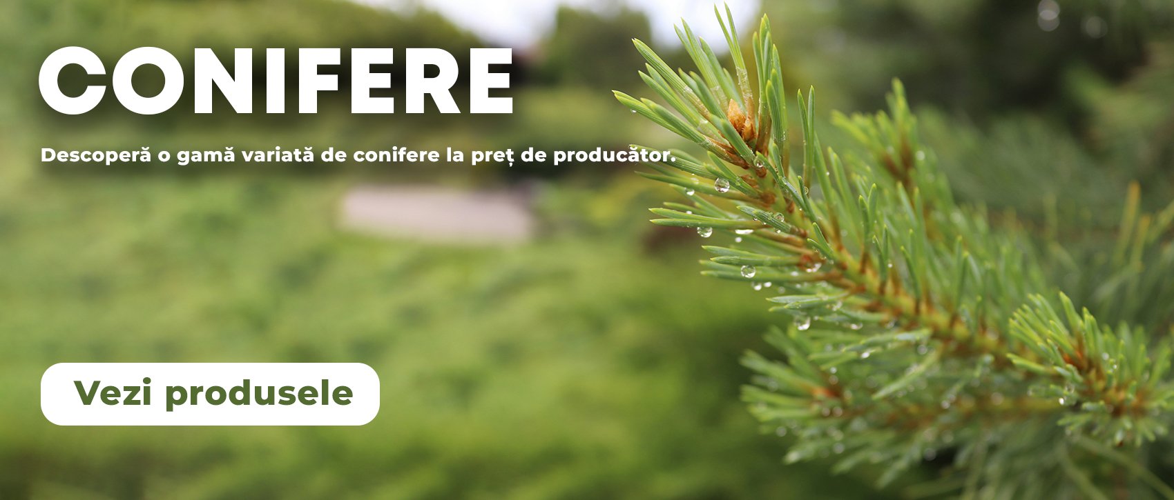Banner Conifere - HomePage
