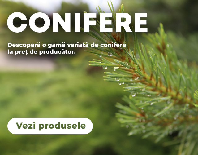 Conifere - Mobile