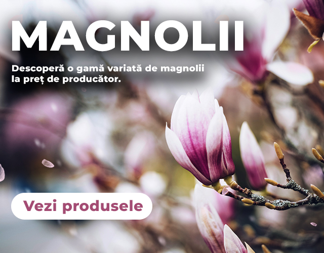 Magnolii - Mobile