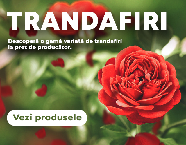 Trandafiri - Mobile