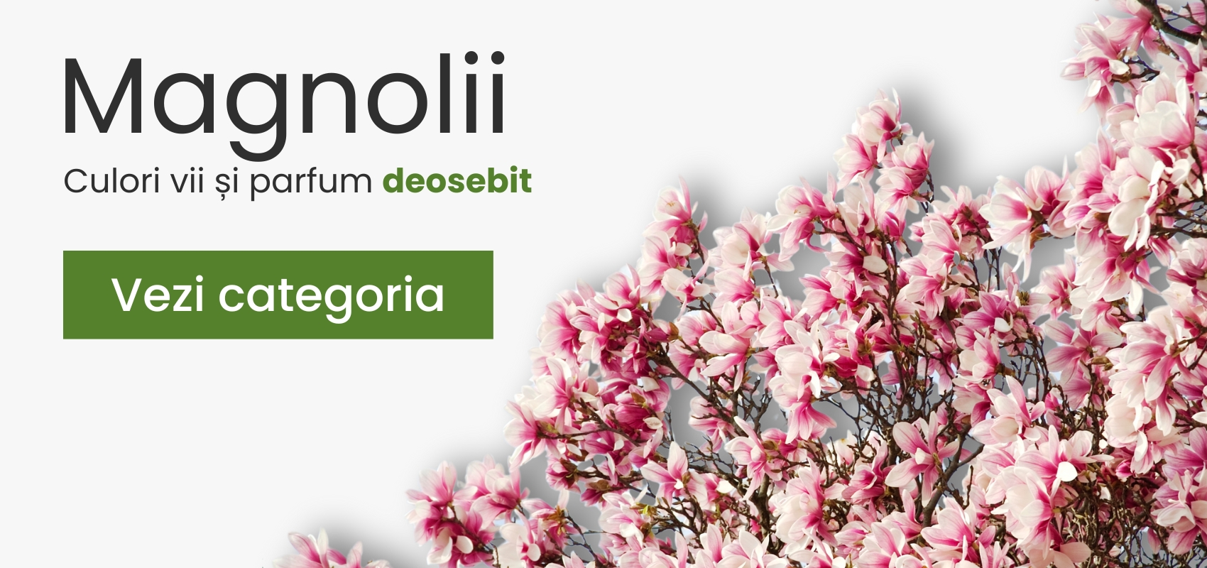 Magnolii - mobile - plantesipomi.ro