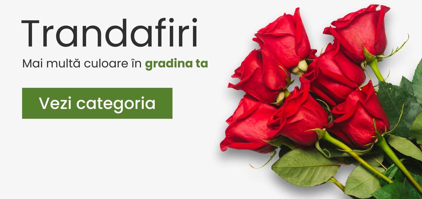 Trandafiri - mobile - plantesipomi.ro