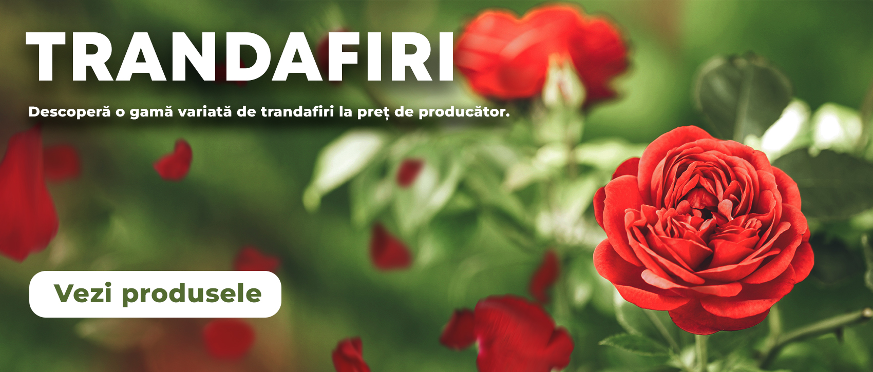 Banner Trandafiri - HomePage
