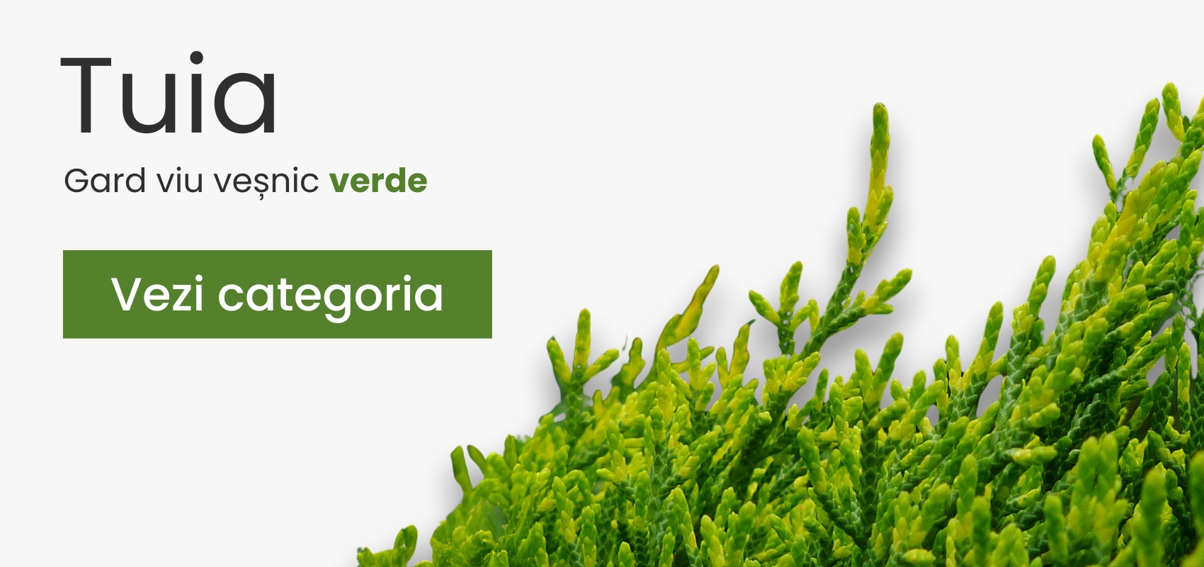 Tuia - mobile - plantesipomi.ro