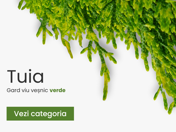 Tuia- plantesipomi.ro