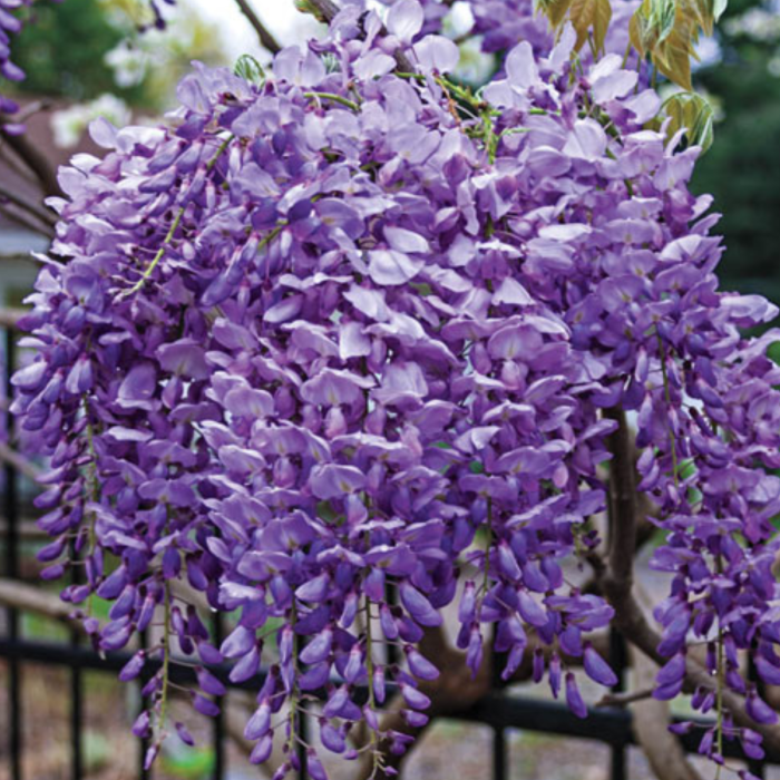 10 buc. Pachet Glicină Mov (Wisteria sinensis) - Plantă Urcătoare - la Ghiveci - Copie [2]