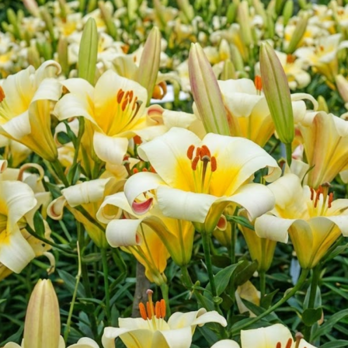 15 buc. Pachet Bulbi Crini Trompeta [2]