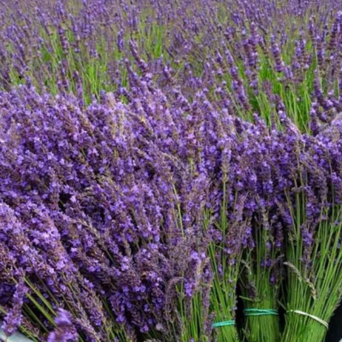 5 buc. Pachet Lavandă Mov Angustifolia - Butași 20-30 cm (Rădăcină Liberă) [3]