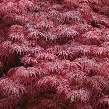 ACER PALMATUM DISSECTUM INABASHIDARE (ARȚAR JAPONEZ) 60 - 70 cm [2]