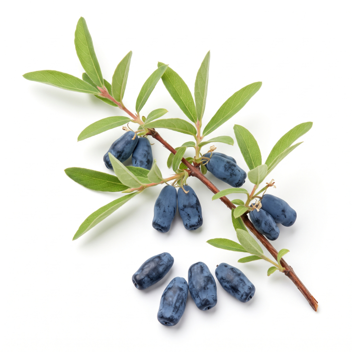 Afin Siberian Lonicera caerulea - arbust fructifer cu fructe albastre alungite [2]
