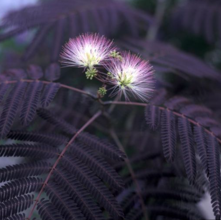Arbore de Mătase ‘Summer Chocolate’ (Albizia julibrissin) [1]