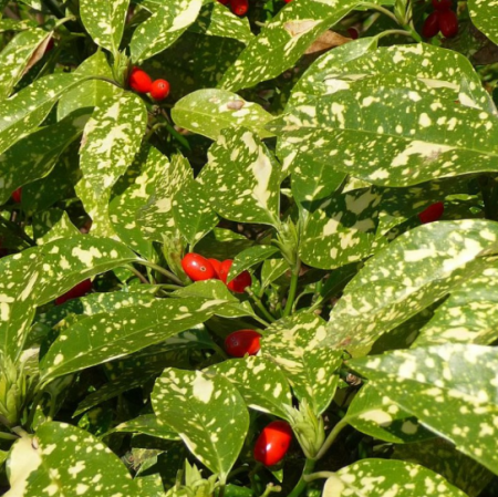 Aucuba Japonica Crotonifolia [1]