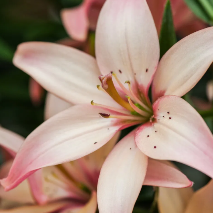 Bulbi Crini Asiatici Roz - Easy Waltz (20/22) [3]