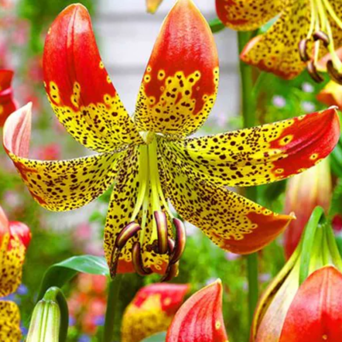 Bulbi Crini Longiflorum - Fusion (20/22) [2]