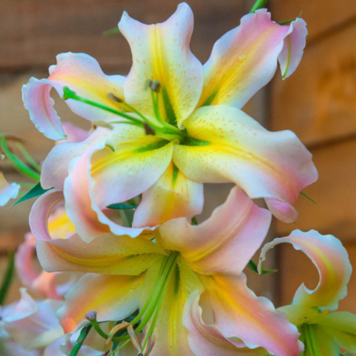 Bulbi Crini Orientali - Elusive (22/24) [3]