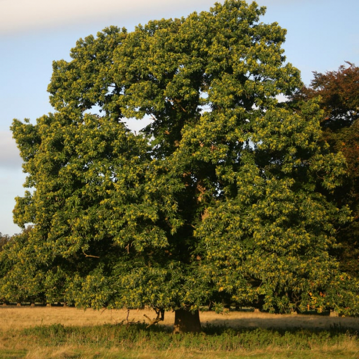 Castan (Castanea sativa) (Ghiveci) [2]