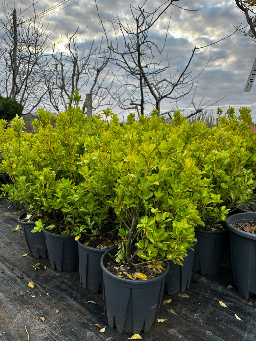 Euonymus Japonicus Aureopictus [1]
