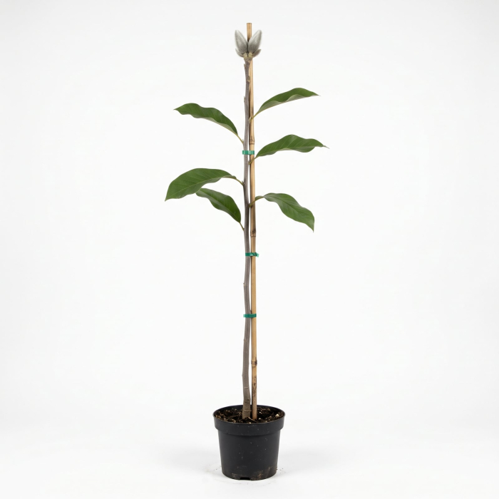 Magnolia Ricki 170-180 cm - la Ghiveci [3]