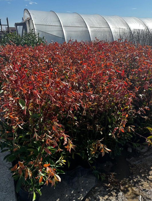 Photinia Fraseri - Gard viu [1]