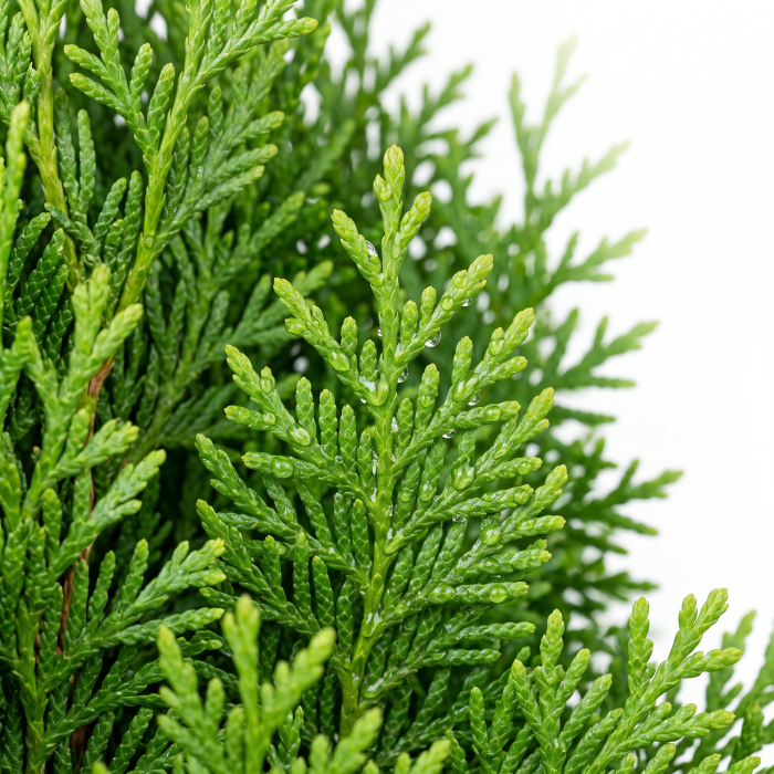 Tuia Smaragd - Thuja occidentalis Smaragd [4]