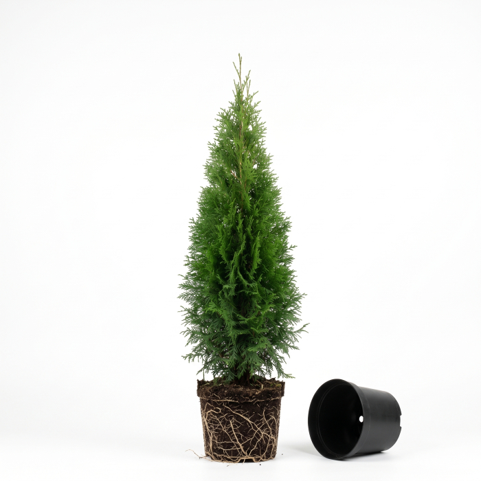 Tuia Smaragd - Thuja occidentalis Smaragd [2]