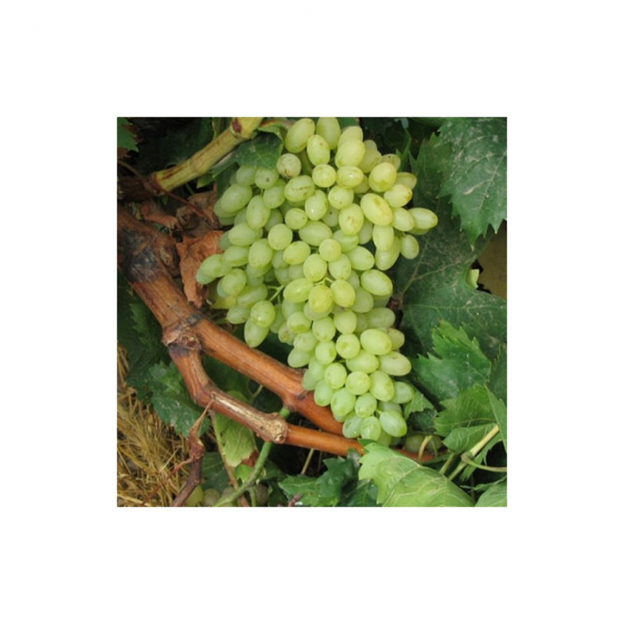 Viță de Vie Sultanessa - Vitis vinifera 'Sultanessa' [1]