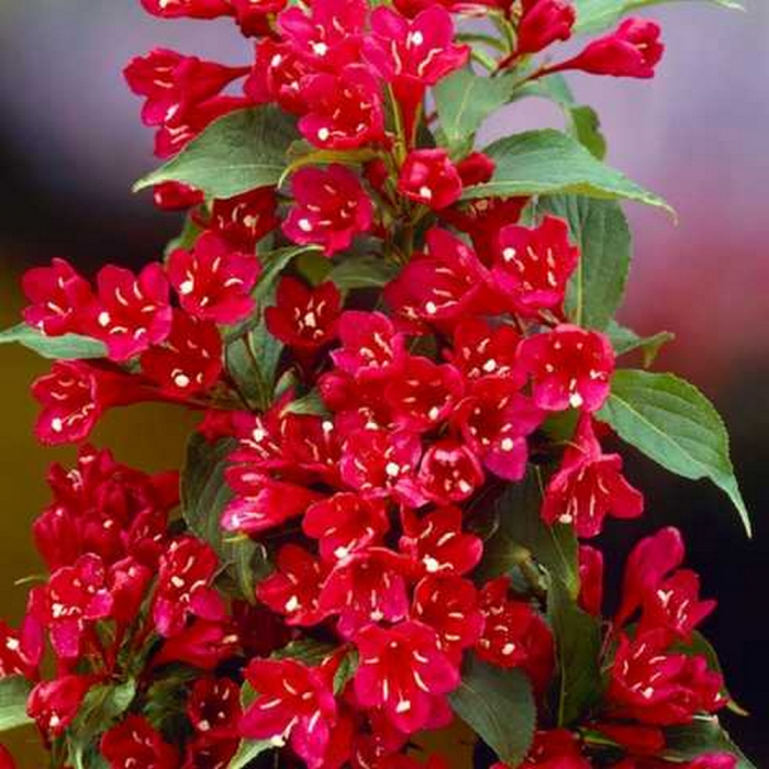 Weigela Red Prince – 80-100 cm  [3]