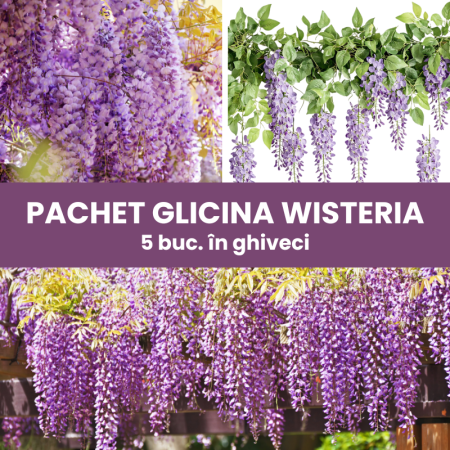 Pachete promotionale - 5 buc. Pachet Glicină Mov (Wisteria sinensis) - Plantă Urcătoare - la Ghiveci
