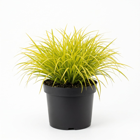 Plante Ornamentale - Acorus gramineus Ogon (Obligeană japoneză) 25-35 cm - la Ghiveci