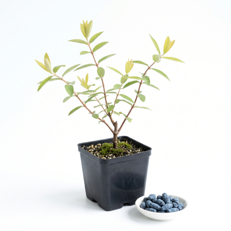 Afin - Afin Siberian Lonicera caerulea - arbust fructifer cu fructe albastre alungite