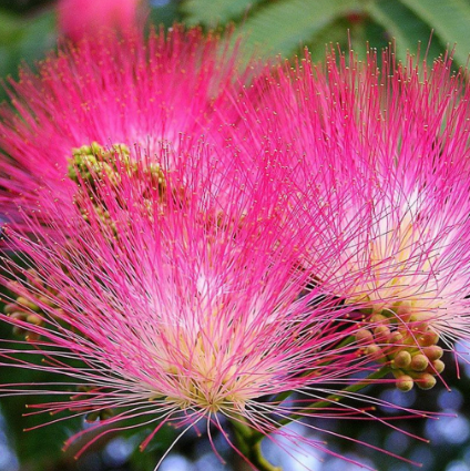 Plante Ornamentale - Arbore de Mătase (Albizia)