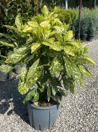 Aucuba Japonica Crotonifolia [2]