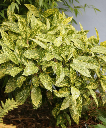 Aucuba Japonica Crotonifolia [1]