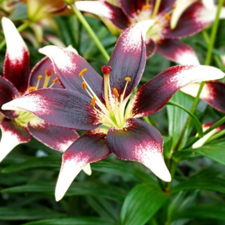 Bulbi de Crini - Bulbi Crini Bicolori - Netty's Pride (16/18)