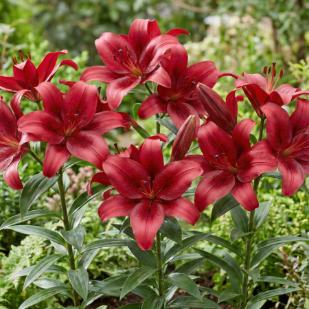 Bulbi de Crini - Bulbi Crini Orientali Roșii - Red Flash (20/22)